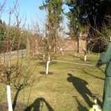 Kako preraditi šljivu u proljeće